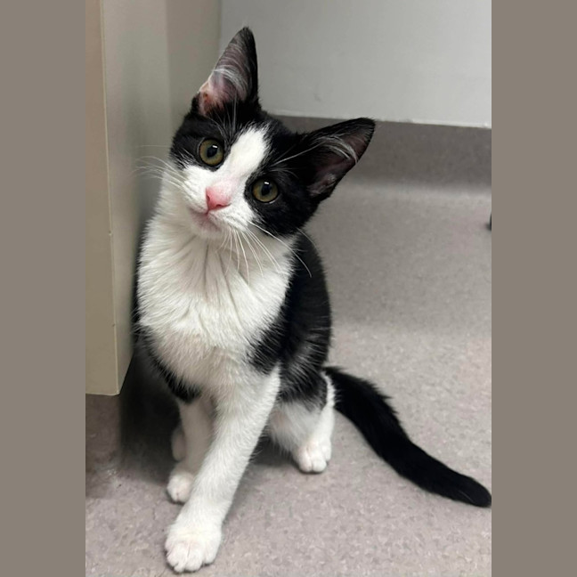 Photo of Penne   In Foster Care In Ashburton