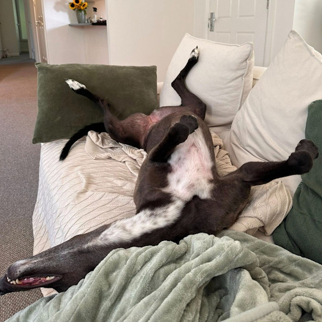 Photo of Arna The Greyhound
