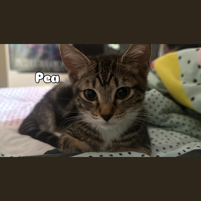 Photo of Pea