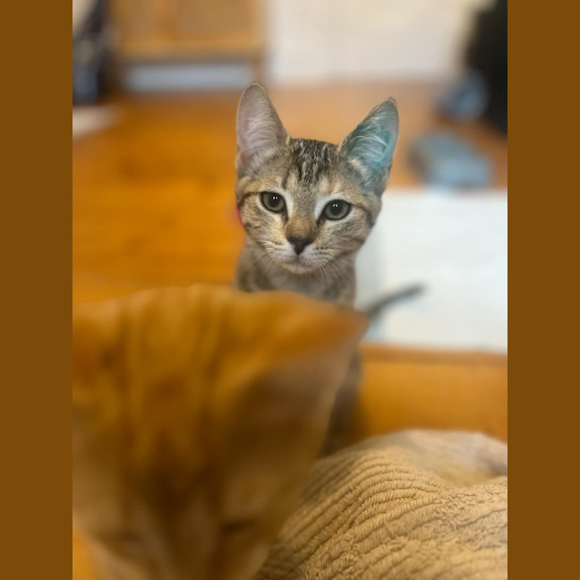 Photo of Meisha