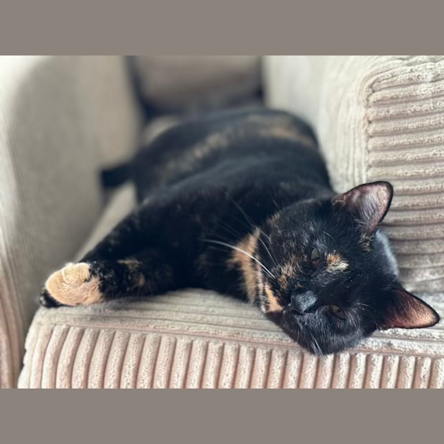 Photo of Claudia   2 Year Old Domestic Short Hair