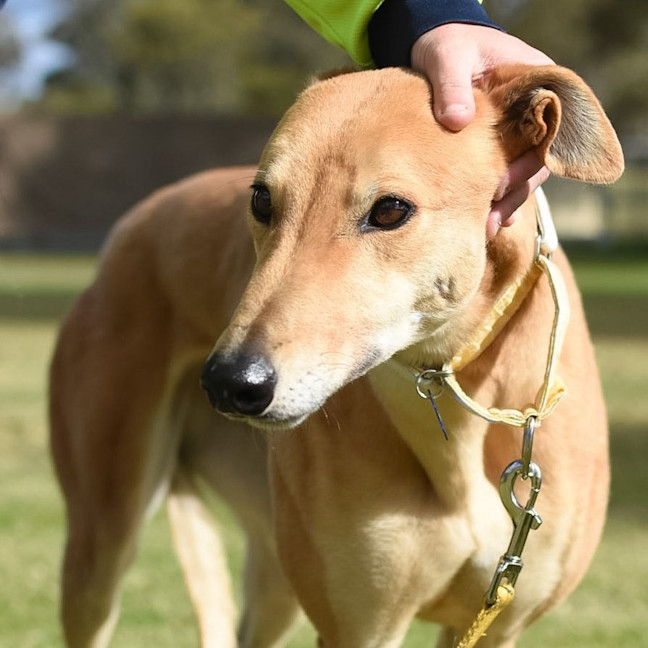 Photo of Cheesecake The Greyhound