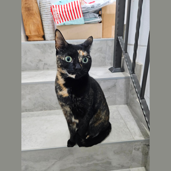 Photo of Meowie