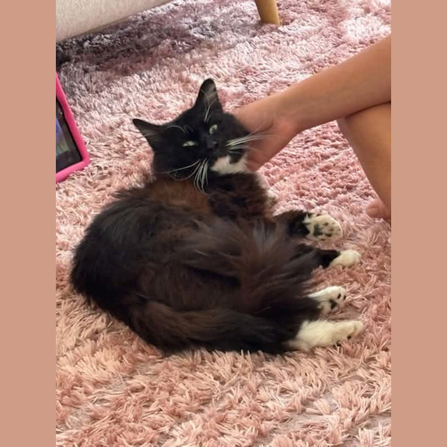 Photo of Mario *9 Lives Project Rescue*