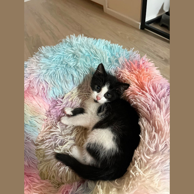 Photo of Oreo