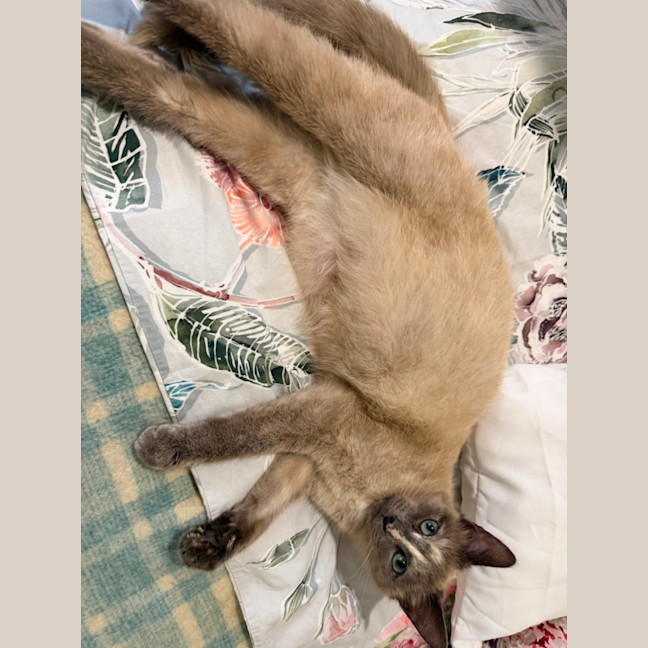 Photo of Bluebelle 