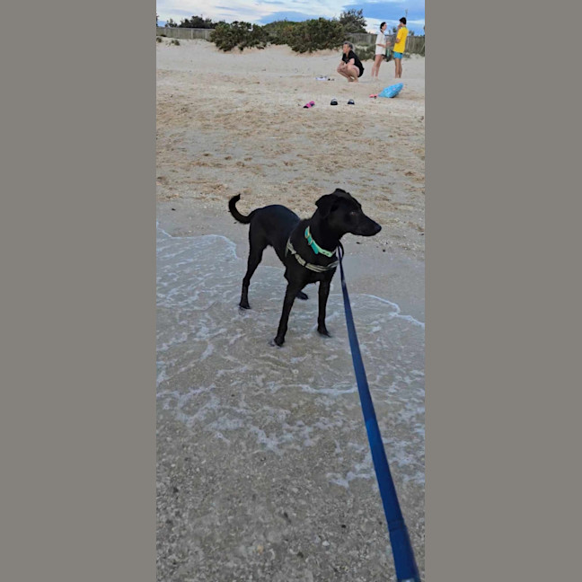 Photo of Baxter 