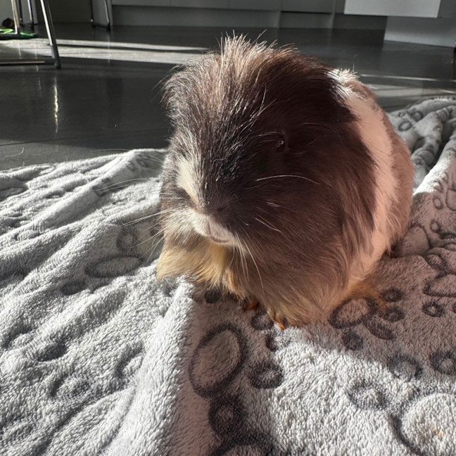 Photo of Bandit