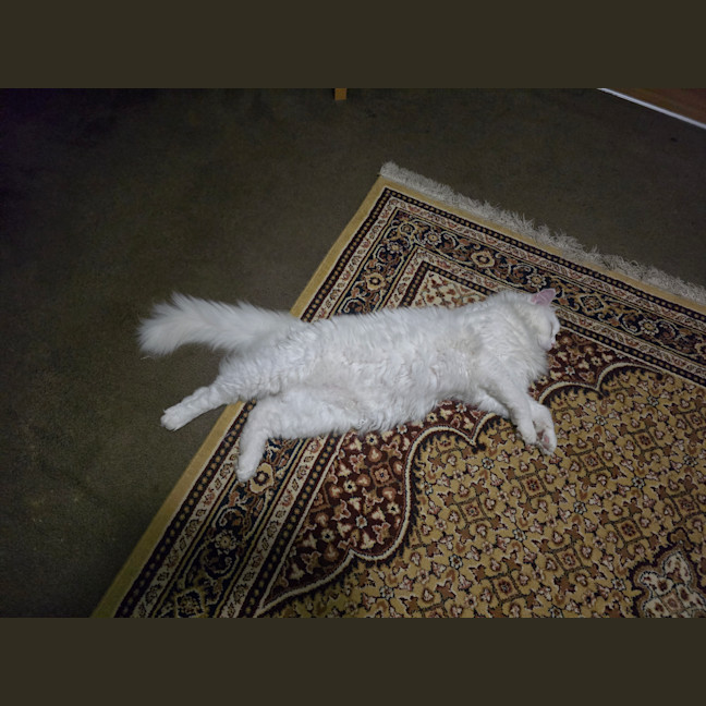 Photo of Cat