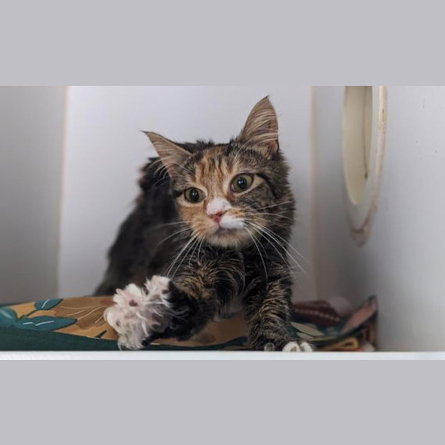 Photo of Kismet