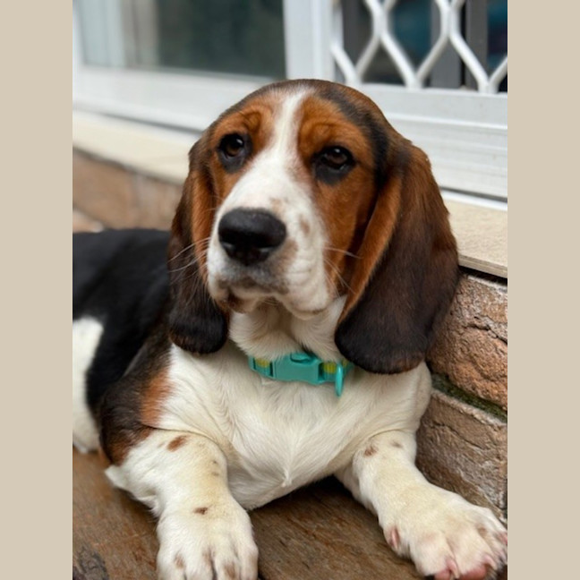Photo of June   5 Month Old Basset Hound X Beagalier