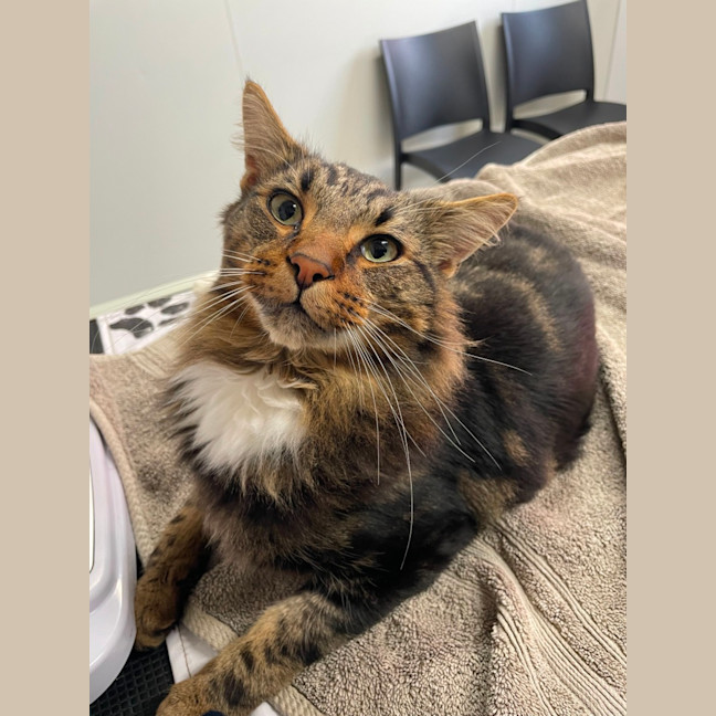 Photo of Brioche