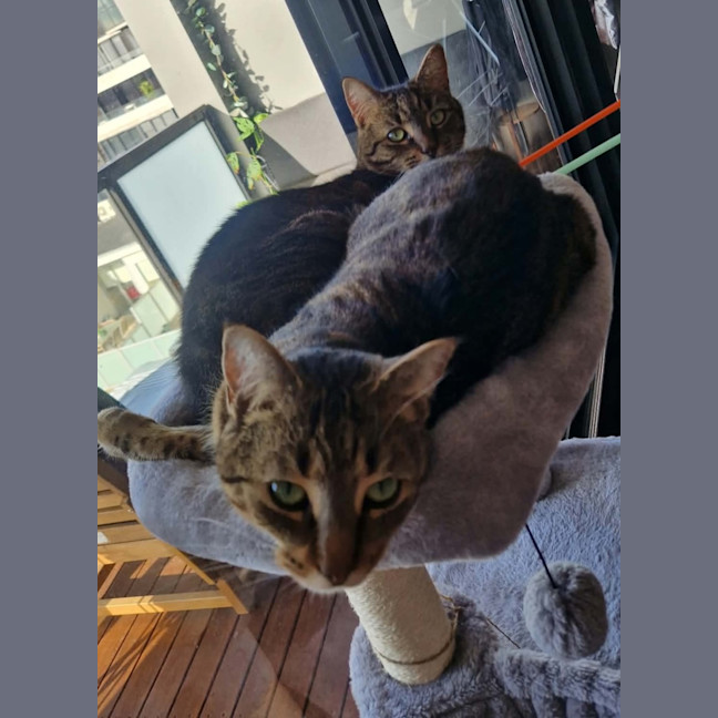 Photo of Daisy & Lilach 
