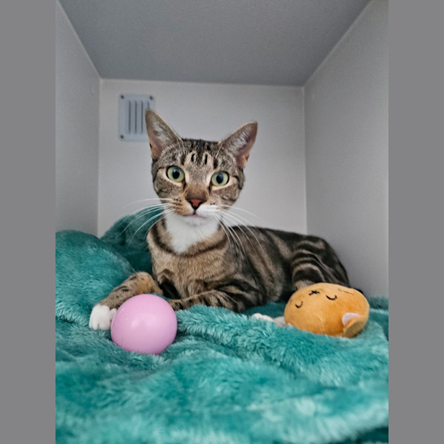 Photo of Petal