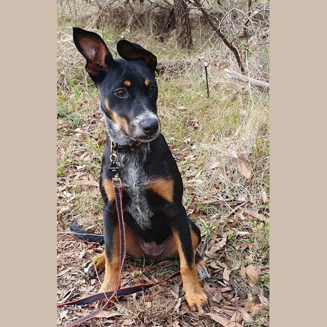Photo of Roxy
