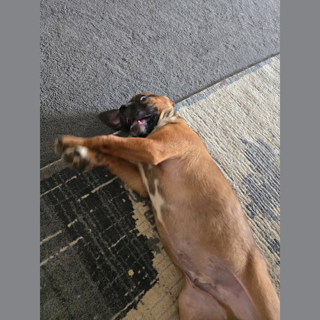 Photo of Pickle