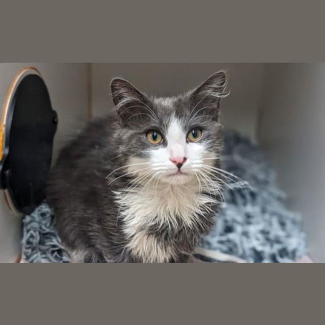 Photo of Phantom