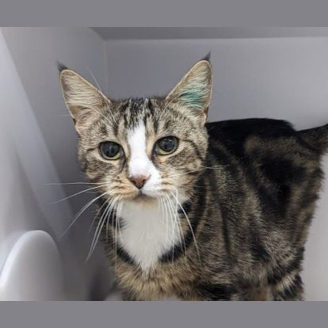 Photo of Sadie The Purring Lady