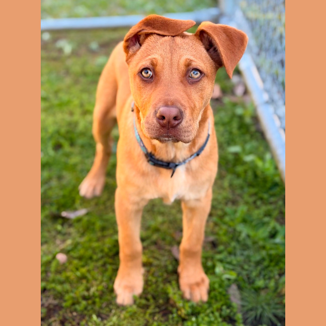 Photo of Opal