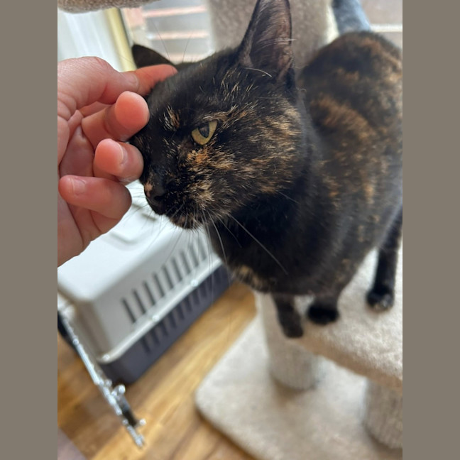 Photo of Emilia * 9 Lives Project Rescue*