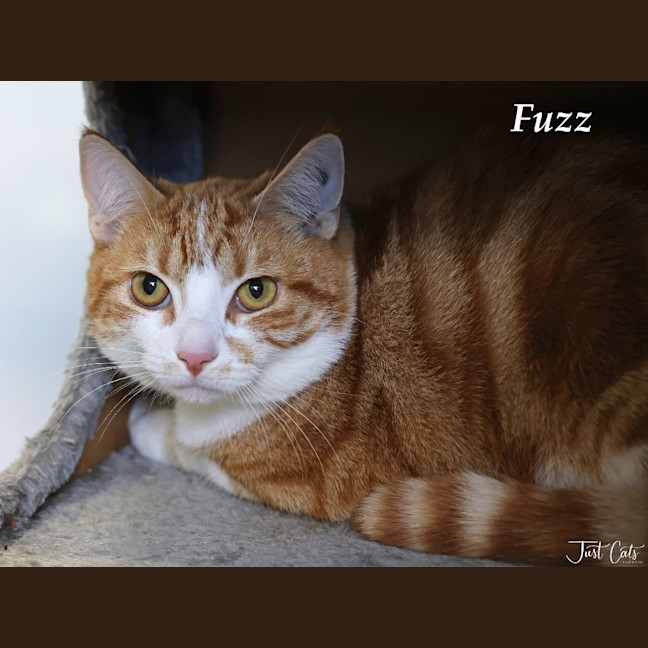 Photo of Fuzz