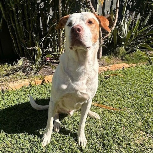 Photo of Chief