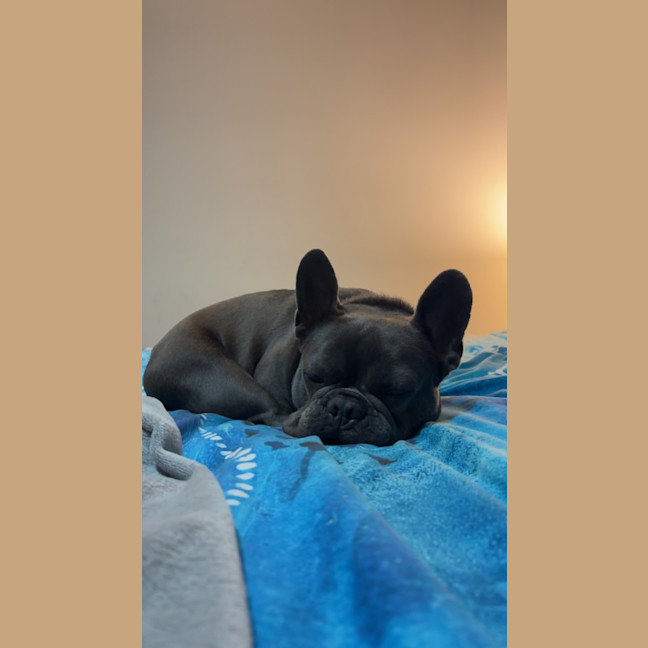 Photo of Arnie   4 Year Old French Bulldog
