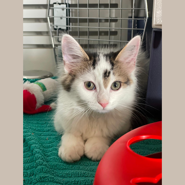 Photo of Snowy * Pet Stock Engadine*