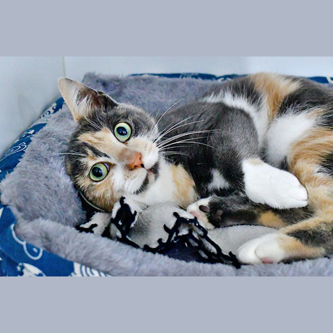 Photo of Cindy Clawford