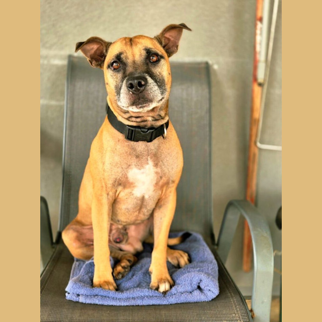 Photo of Rufus