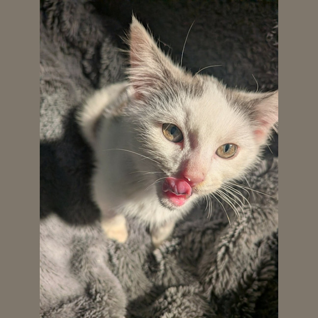 Photo of Grogu   In Foster Care In Ashburton