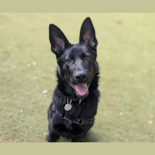 Photo of Bramble