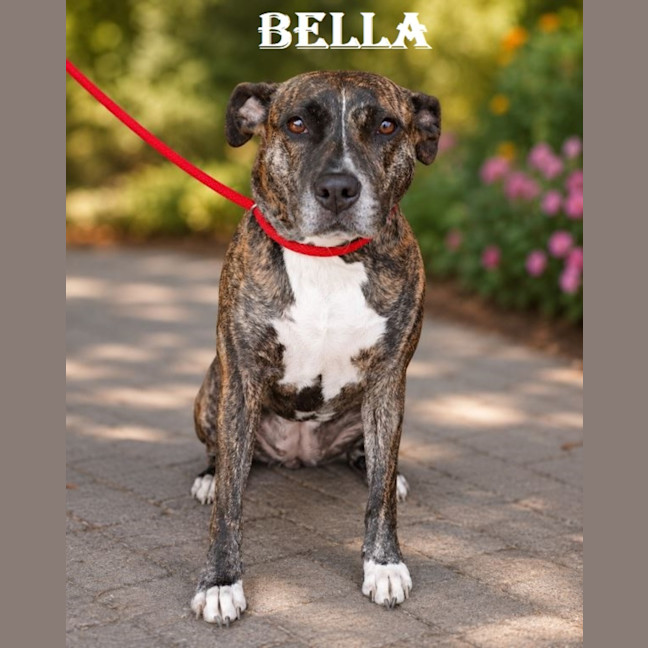 Photo of Bella