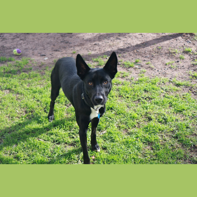 Photo of Roxy