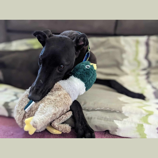 Photo of Angie, The Greyhound