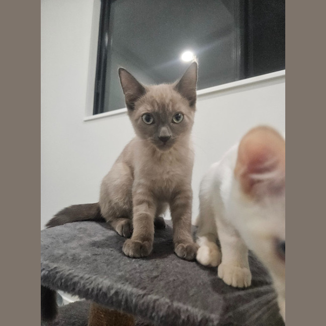 Photo of Zephyr