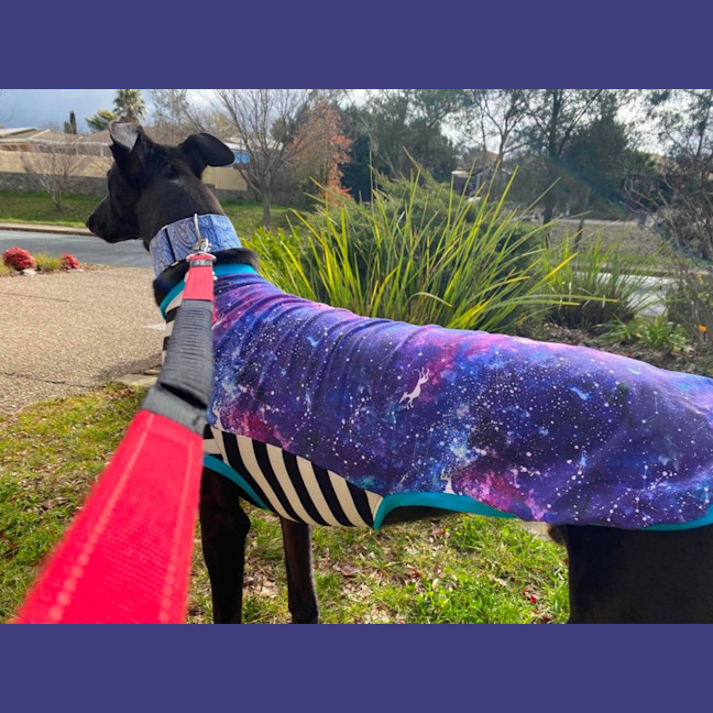 Photo of Mason, The Greyhound 