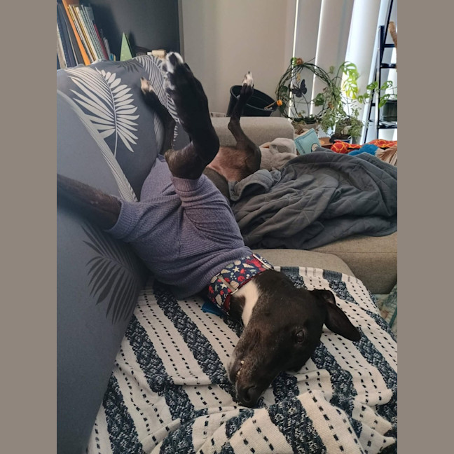 Photo of Fonzie, The Greyhound 