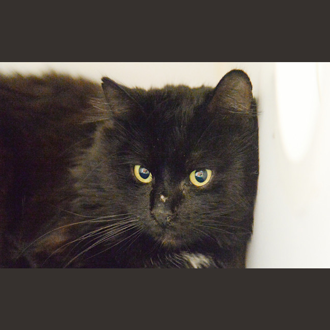 Photo of Binx