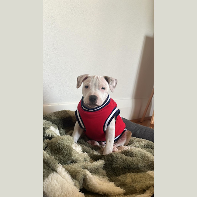 Photo of Milo