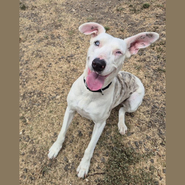 Photo of Gypsy (68279)