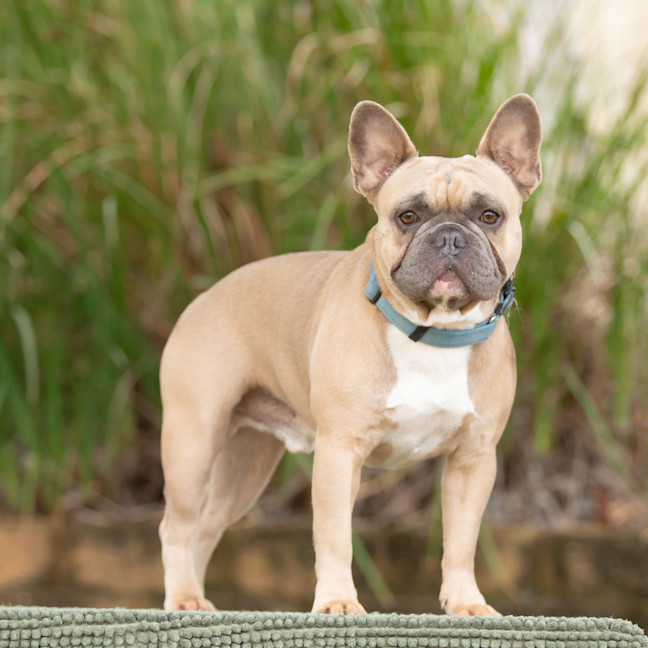 Photo of Hugo