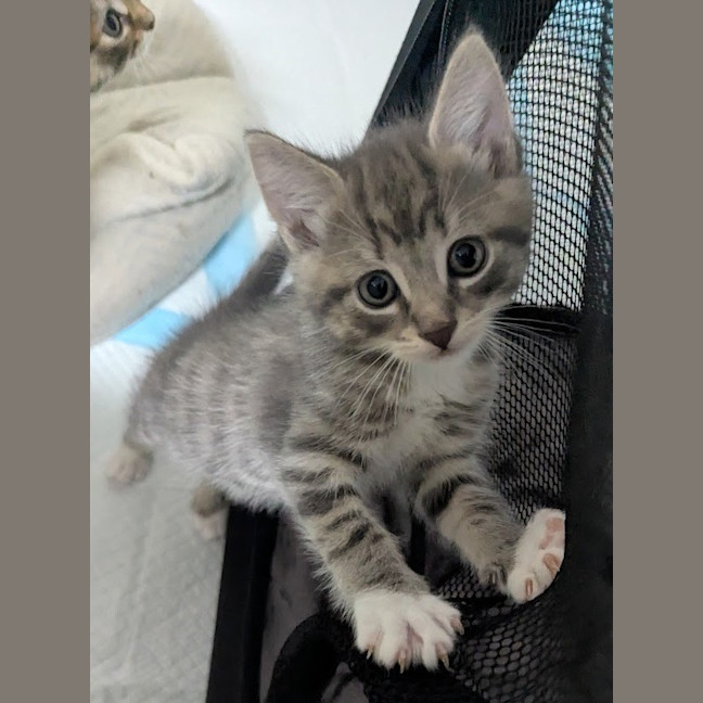 Photo of Mittens Clowder