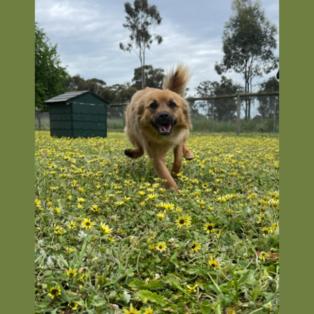 Photo of Ace