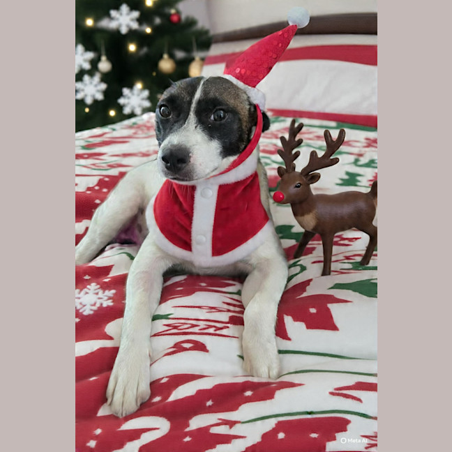 Photo of Milo
