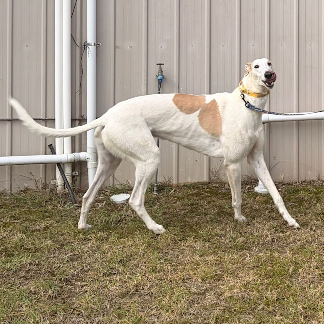 Photo of Bob Marley The Greyhound