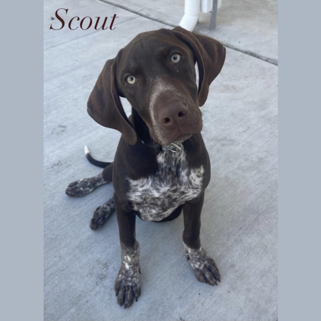 Photo of Scout