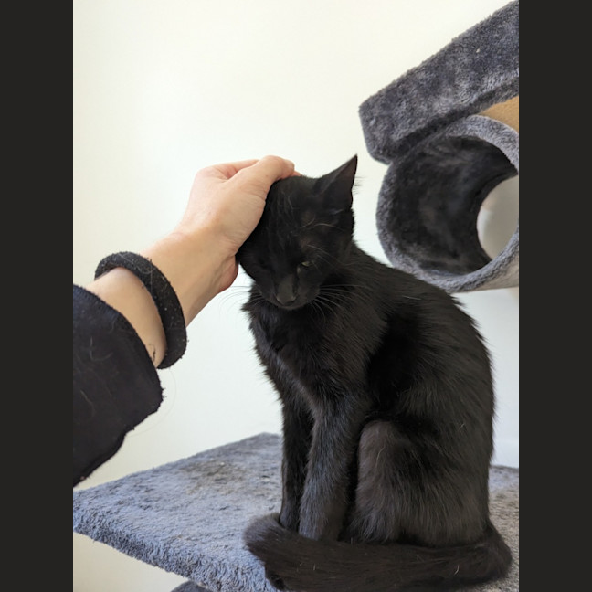Photo of Midnight