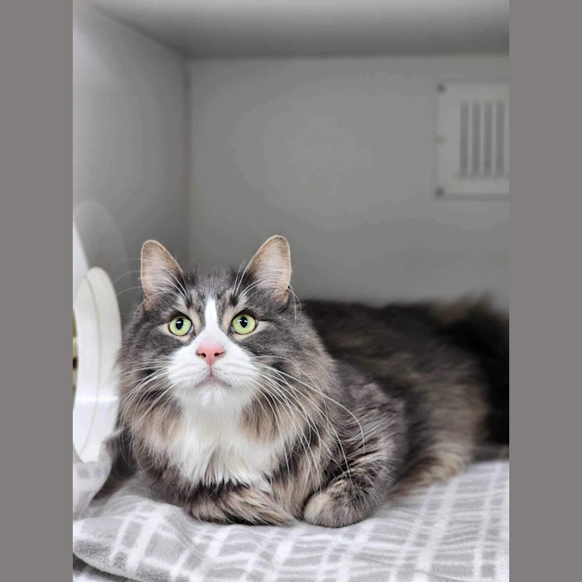 Photo of 🐯 Maximus 5389 🐯