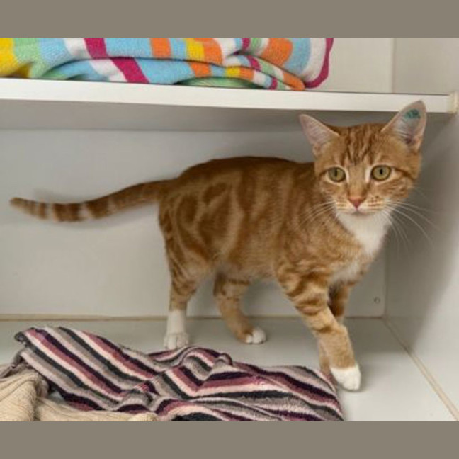 Photo of Marmalade